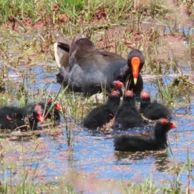 Gallinula tenebrosa (Dusky Moorhen) at Fyshwick, ACT - 25 Nov 2022 by RodDeb