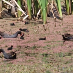 Gallinula tenebrosa at Fyshwick, ACT - 25 Nov 2022 12:51 PM