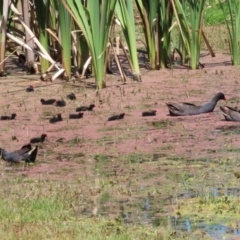 Gallinula tenebrosa at Fyshwick, ACT - 25 Nov 2022