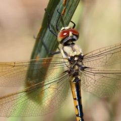 Hemicordulia tau (Tau Emerald) at Jerrabomberra Wetlands - 25 Nov 2022 by RodDeb