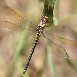 Hemicordulia tau at Fyshwick, ACT - 25 Nov 2022 01:24 PM