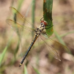 Hemicordulia tau at Fyshwick, ACT - 25 Nov 2022 01:24 PM