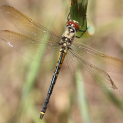 Hemicordulia tau at Fyshwick, ACT - 25 Nov 2022 01:24 PM