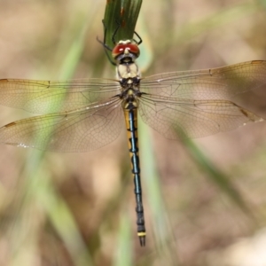 Hemicordulia tau at Fyshwick, ACT - 25 Nov 2022 01:24 PM