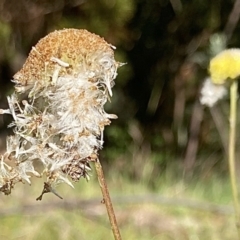Craspedia variabilis (Common Billy Buttons) at Kowen, ACT - 25 Nov 2022 by Komidar