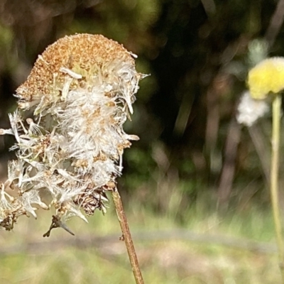 Craspedia variabilis (Common Billy Buttons) at Kowen, ACT - 24 Nov 2022 by Komidar