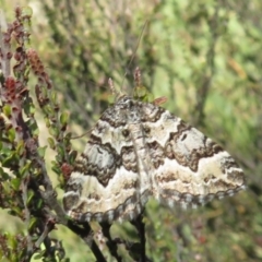 Chrysolarentia rhynchota (Rhynchota Carpet) at Brindabella, ACT - 25 Nov 2022 by Christine