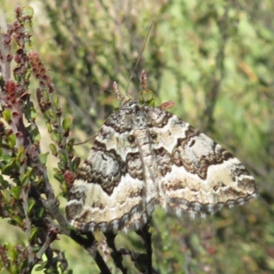 Chrysolarentia rhynchota (Rhynchota Carpet) at Brindabella, ACT - 25 Nov 2022 by Christine