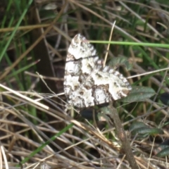 Chrysolarentia rhynchota at Bimberi Nature Reserve - 26 Nov 2022