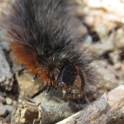 Arctiinae (subfamily) (A Tiger Moth or Woolly Bear) at Cotter River, ACT - 26 Nov 2022 by Christine