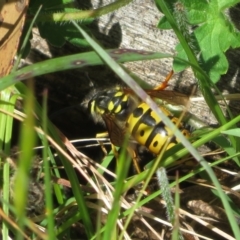 Vespula germanica (European wasp) at Brindabella, NSW - 26 Nov 2022 by Christine