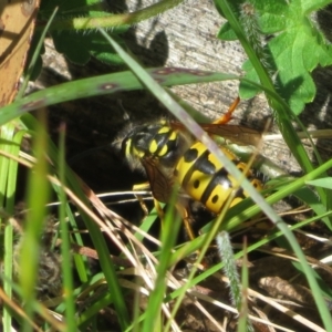 Vespula germanica at Brindabella, NSW - 26 Nov 2022