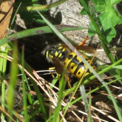 Vespula germanica (European wasp) at Brindabella, NSW - 26 Nov 2022 by Christine