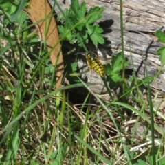 Vespula germanica at Brindabella, NSW - 26 Nov 2022