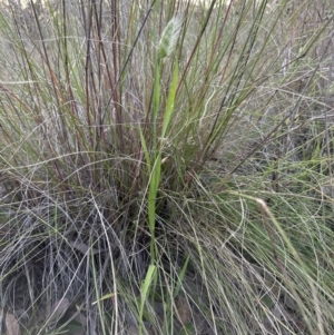 Cynosurus echinatus at Cook, ACT - 26 Nov 2022 07:46 PM