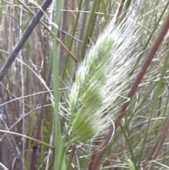 Cynosurus echinatus at Cook, ACT - 26 Nov 2022 07:46 PM