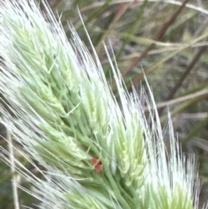 Cynosurus echinatus at Cook, ACT - 26 Nov 2022 07:46 PM