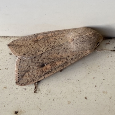 Mythimna (Pseudaletia) convecta (Common Armyworm) at Jerrabomberra, NSW - 26 Nov 2022 by Steve_Bok