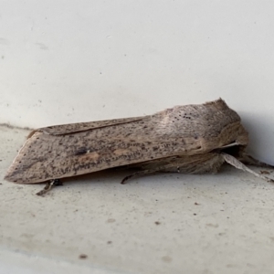 Mythimna (Pseudaletia) convecta at Jerrabomberra, NSW - suppressed