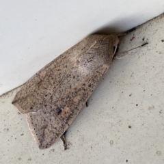 Mythimna (Pseudaletia) convecta at Jerrabomberra, NSW - suppressed