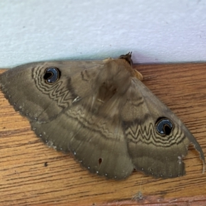 Dasypodia selenophora at Jerrabomberra, NSW - 26 Nov 2022