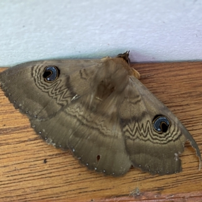 Dasypodia selenophora (Southern old lady moth) at Jerrabomberra, NSW - 26 Nov 2022 by SteveBorkowskis
