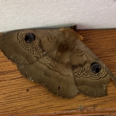 Dasypodia selenophora at Jerrabomberra, NSW - 26 Nov 2022