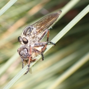 Dolopus rubrithorax at Murrumbateman, NSW - 26 Nov 2022