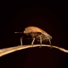 Dictyotus caenosus (Brown Shield Bug) at Jerrabomberra, NSW - 26 Nov 2022 by MarkT