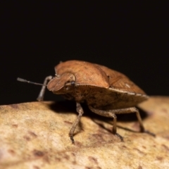 Dictyotus caenosus at Jerrabomberra, NSW - 26 Nov 2022