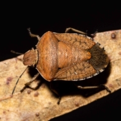 Dictyotus caenosus at Jerrabomberra, NSW - 26 Nov 2022