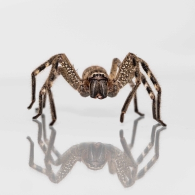 Neosparassus calligaster (Beautiful Badge Huntsman) at QPRC LGA - 25 Nov 2022 by MarkT