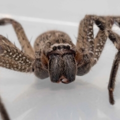 Neosparassus calligaster at Jerrabomberra, NSW - suppressed