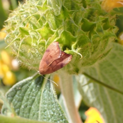 Tortricopsis uncinella (Wingia group) at Murrumbateman, NSW - 26 Nov 2022 by SimoneC