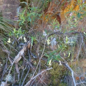 Billardiera mutabilis at Cotter River, ACT - 25 Nov 2022