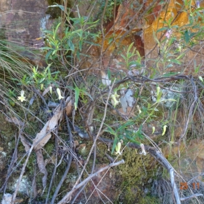 Billardiera mutabilis (Climbing Apple Berry, Apple Berry, Snot Berry, Apple Dumblings, Changeable Flowered Billardiera) at Bendora Reservoir - 25 Nov 2022 by GirtsO