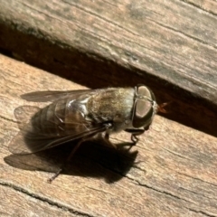 Dasybasis sp. (genus) (A march fly) at Aranda, ACT - 25 Nov 2022 by KMcCue