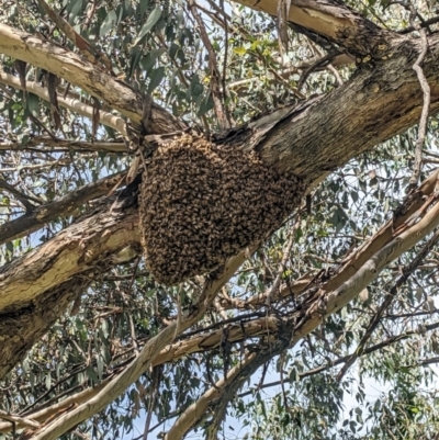 Apis mellifera (European honey bee) at Hackett, ACT - 26 Nov 2022 by WalterEgo