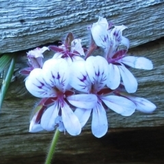 Pelargonium australe (Austral Stork's-bill) at Weetangera, ACT - 23 Nov 2022 by sangio7