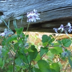 Pelargonium australe at Weetangera, ACT - 24 Nov 2022 07:33 AM