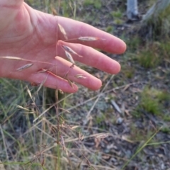 Rytidosperma pallidum (Red-anther Wallaby Grass) at Bungendore, NSW - 26 Nov 2022 by clarehoneydove