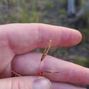 Rytidosperma pallidum at Bungendore, NSW - 26 Nov 2022