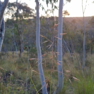 Rytidosperma pallidum at Bungendore, NSW - 26 Nov 2022 07:36 PM