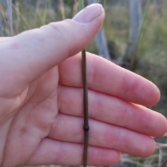 Rytidosperma pallidum at Bungendore, NSW - 26 Nov 2022