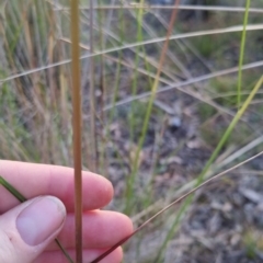 Rytidosperma pallidum at Bungendore, NSW - 26 Nov 2022 07:36 PM