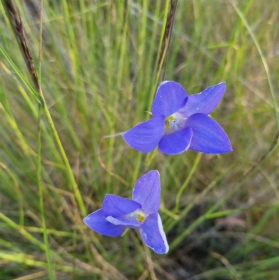 Wahlenbergia stricta subsp. stricta (Tall Bluebell) at Bungendore, NSW - 26 Nov 2022 by clarehoneydove