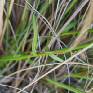 Wahlenbergia stricta subsp. stricta at Bungendore, NSW - 26 Nov 2022