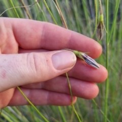 Wahlenbergia stricta subsp. stricta at Bungendore, NSW - 26 Nov 2022 07:26 PM