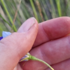 Wahlenbergia stricta subsp. stricta at Bungendore, NSW - 26 Nov 2022 07:26 PM