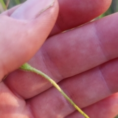 Wahlenbergia stricta subsp. stricta at Bungendore, NSW - 26 Nov 2022